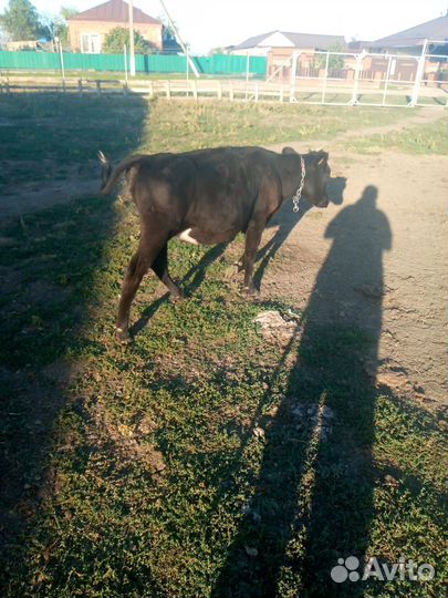 Телята бычки