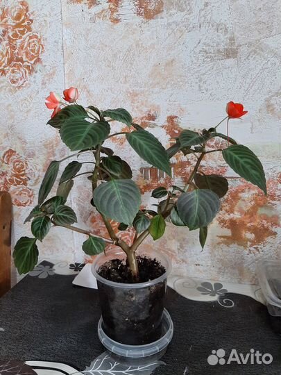 Цветы домашние в горшках