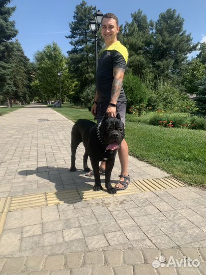 Кобель на вязку