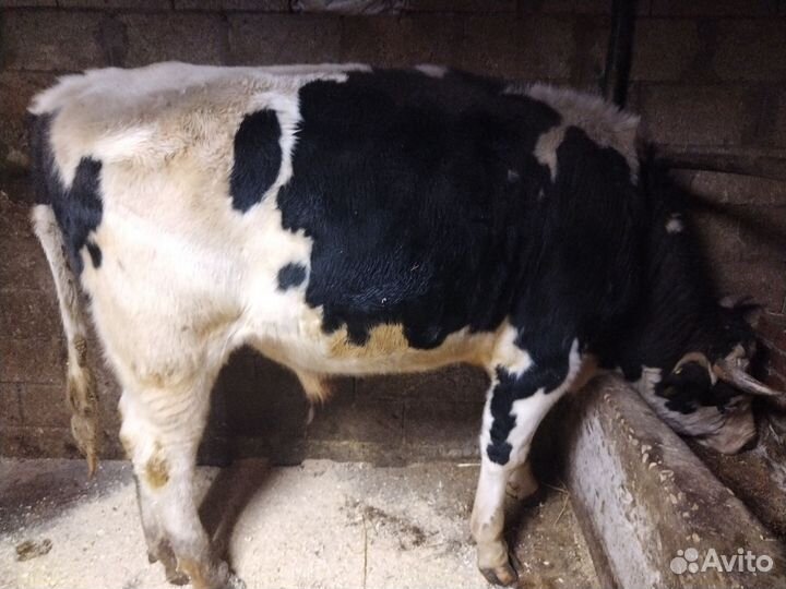 Бычки на доращивание или на мясо