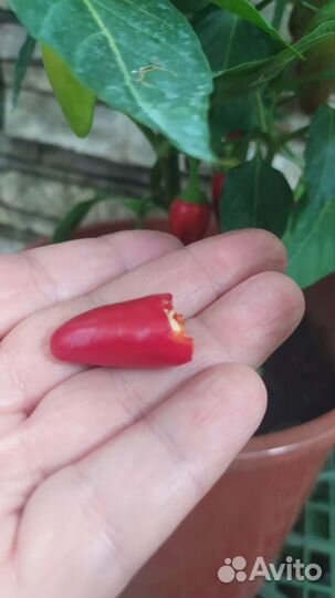 Семена сладкий mini перец Аленький цветочек