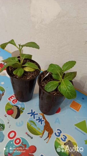 Гортензия Шнибал Schneeball