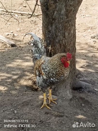 Молодые петухи