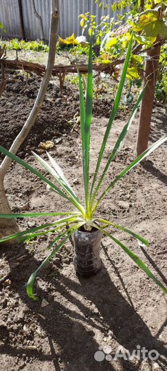 Юкка саженцы
