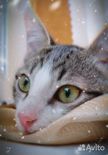 Котенок в дар бесплатно