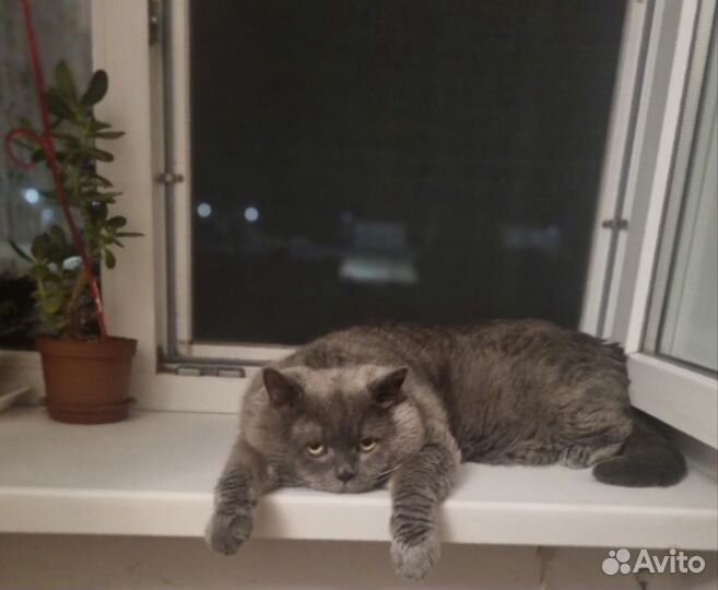 Шотландская