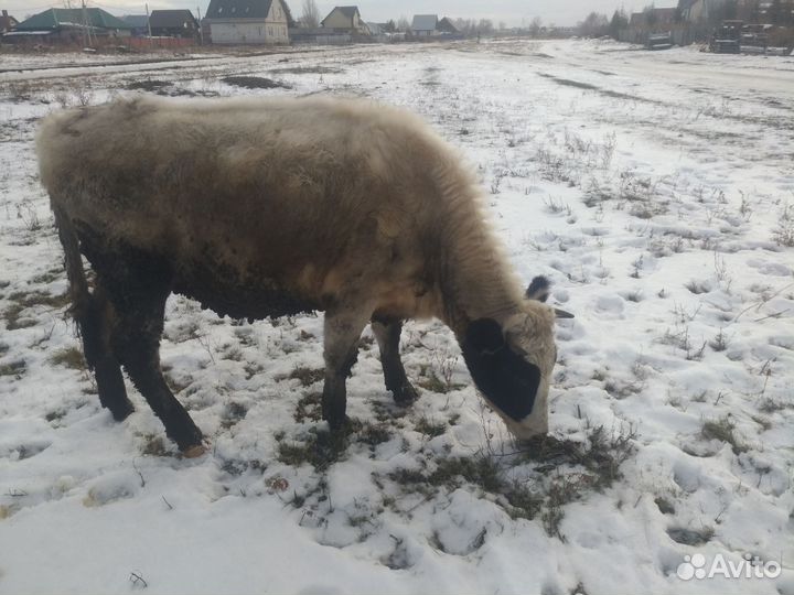 Продажа Коров