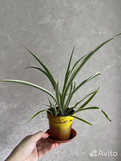 Хлорофитум