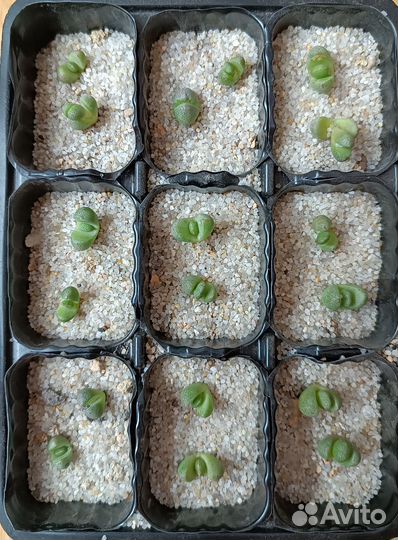 Суккуленты плейоспиллос