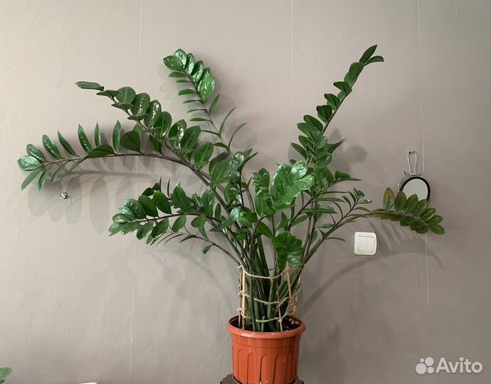 Замиокулькас. Взрослый. Гигант