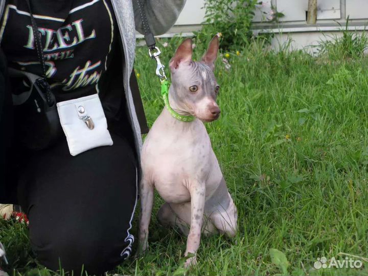 Американский голый терьер щенки