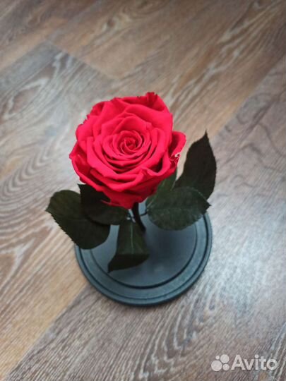 Роза в стеклянной колбе