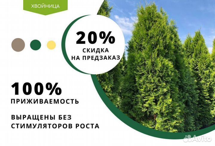 Туи Смарагд 1,4-1,6 м