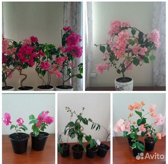 Бугенвиллея