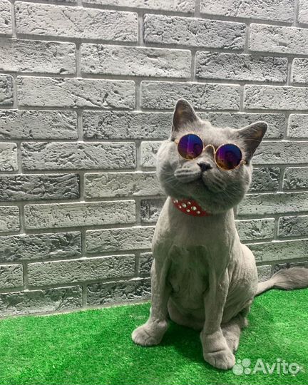 Груминг кошек стрижка кошек без стресса