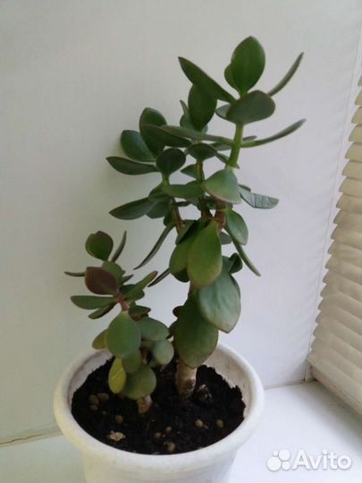 Денежное дерево