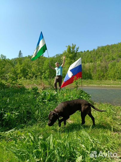 Вязка стаффордширского терьера