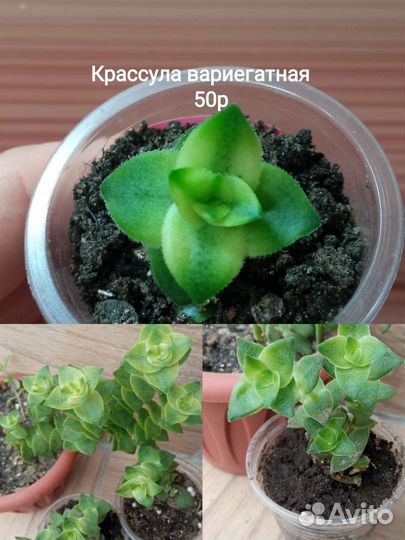 Суккуленты разные