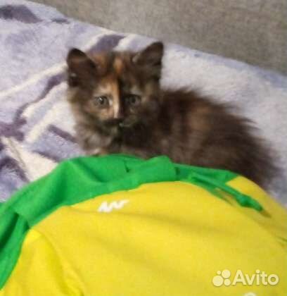 Кошка в дар бесплатно