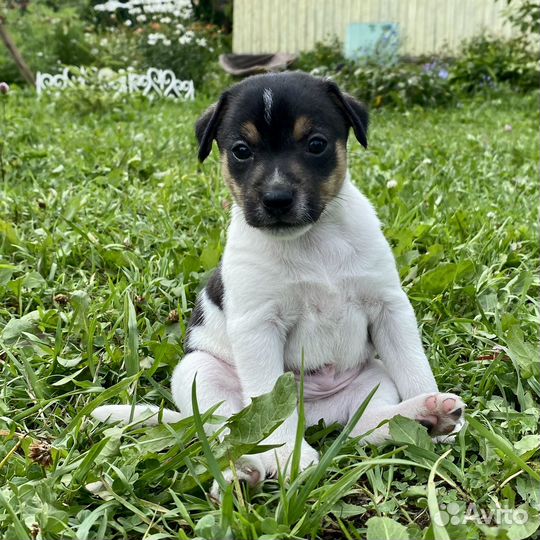 Щенки Джек рассел терьер гладкошерстный