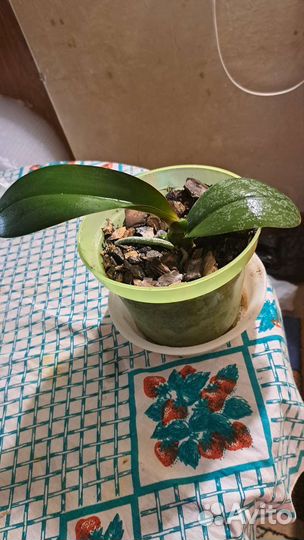 Фиалка в горшках