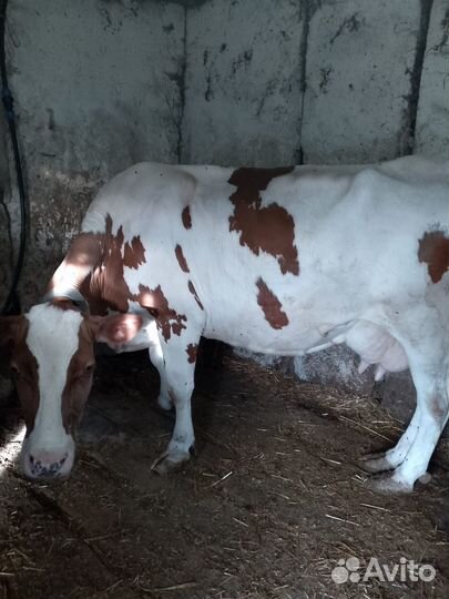 Коровы дойные молочные