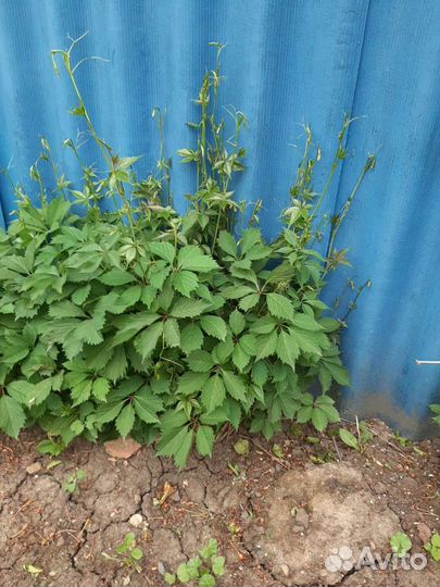 Девичий виноград