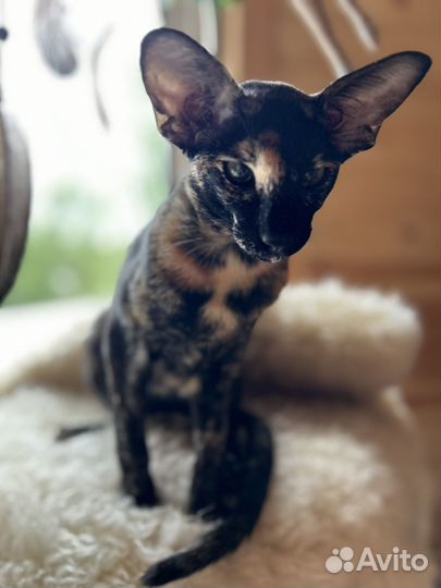 Ориентальная кошка