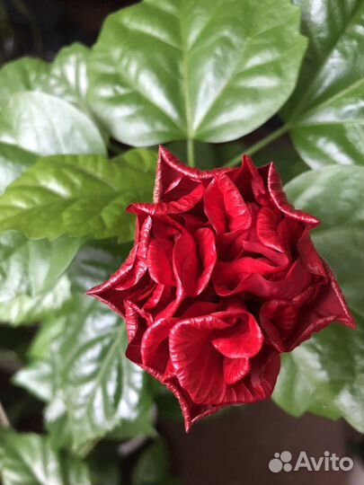 Китайская роза