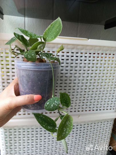 Сциндапсус пиктус расписной комнатное растение