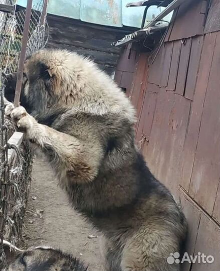 Кавказская овчарка