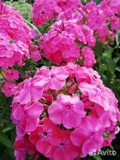 Цветы многолетние