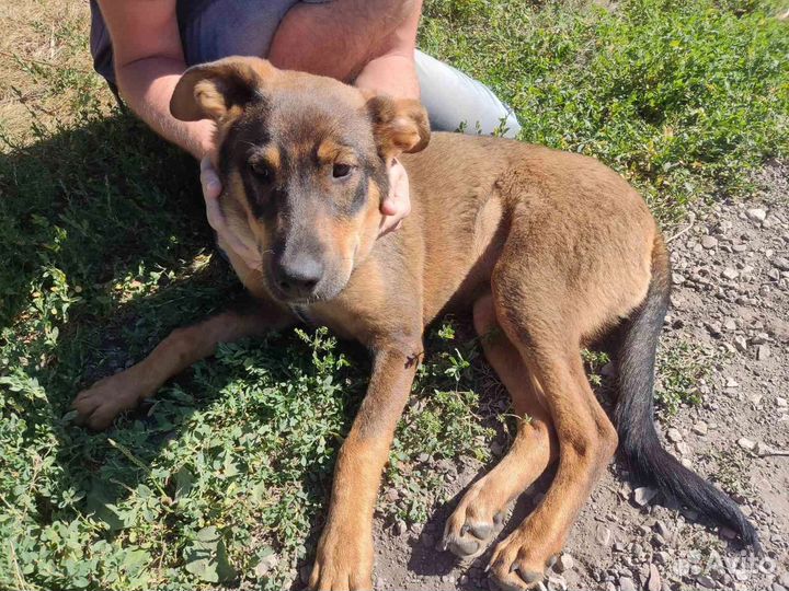 Собака в добрые руки