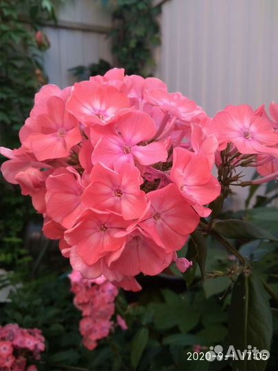 Флоксы многолетние для сада