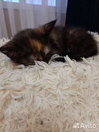 Ласковая малышка в добрые руки