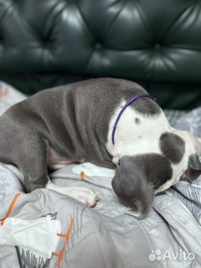 Голубые красавчики аст