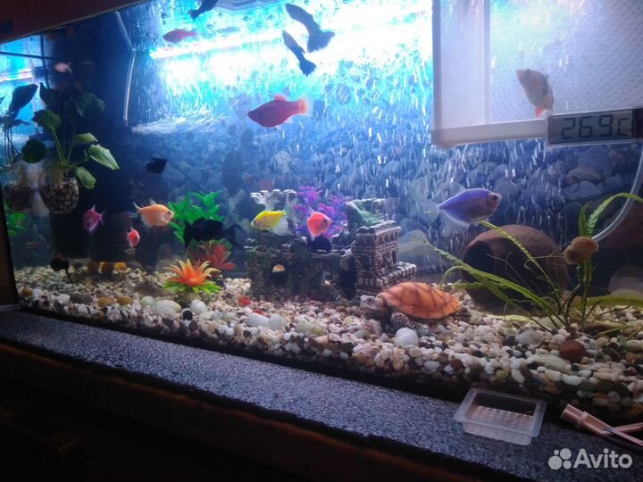 Аквариум