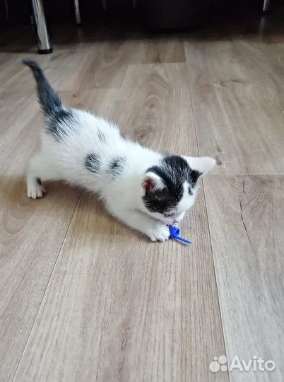 Котята отдам бесплатно