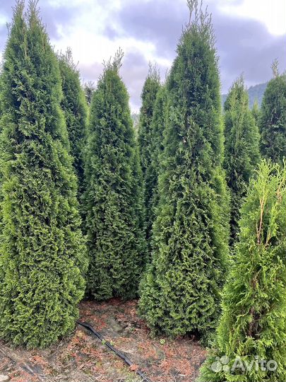 Туя Изумрудная 200см