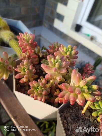 Суккуленты 4