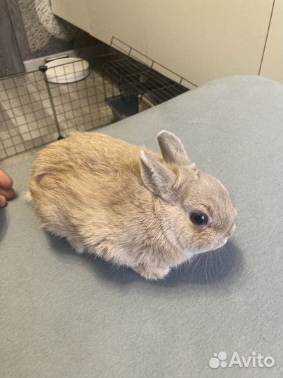 Карликовый кролик