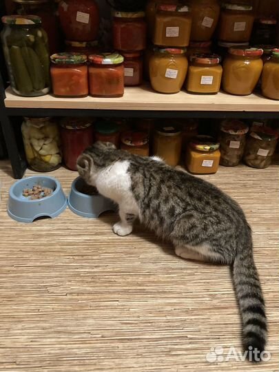 Котики бесплатно