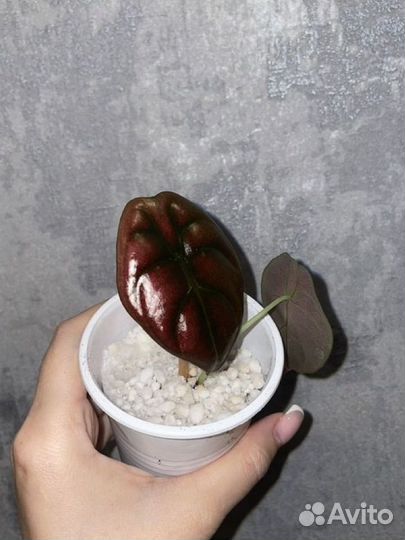 Алоказия ред секрет