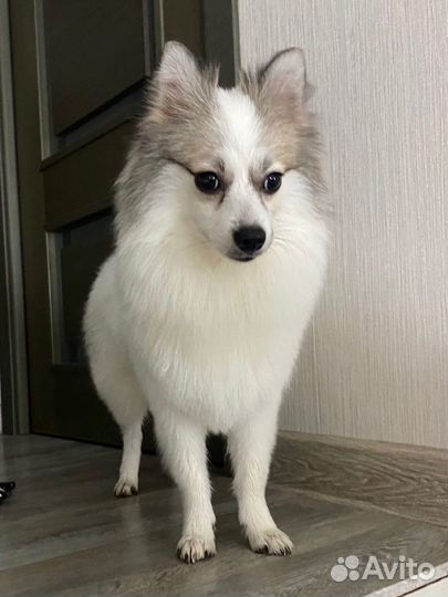 Немецкий шпиц вязка