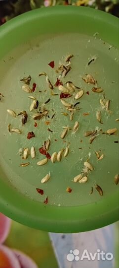 Семена шиповника