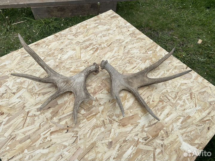 Продам рога лося