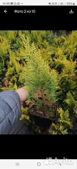 Хвойные растения