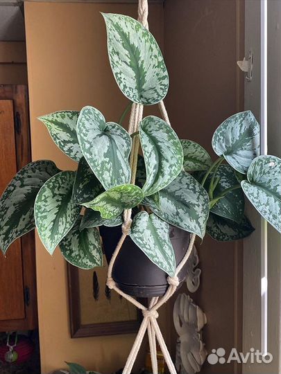 Сциндапсус пиктус треби