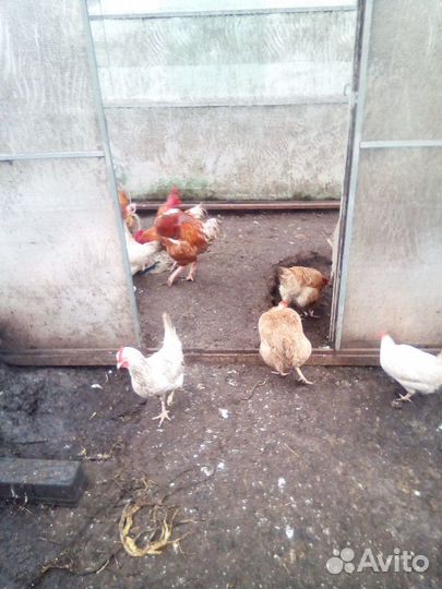 Мясо молодых петухов,бройлеров,утки,индюка