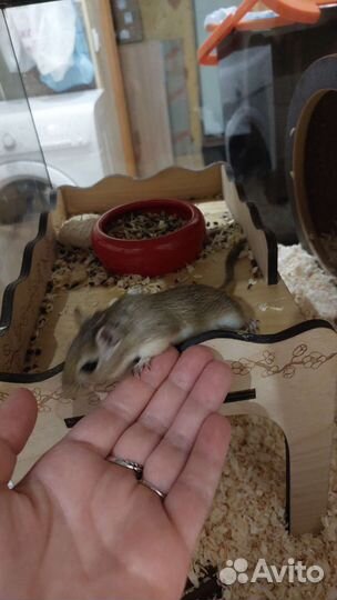 Мышка песчанка